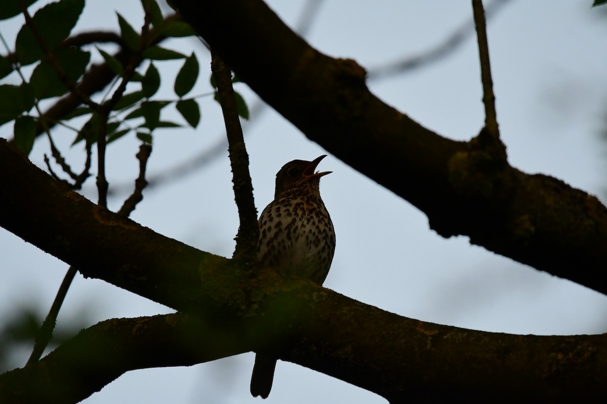 Song Thrush - ML620043703