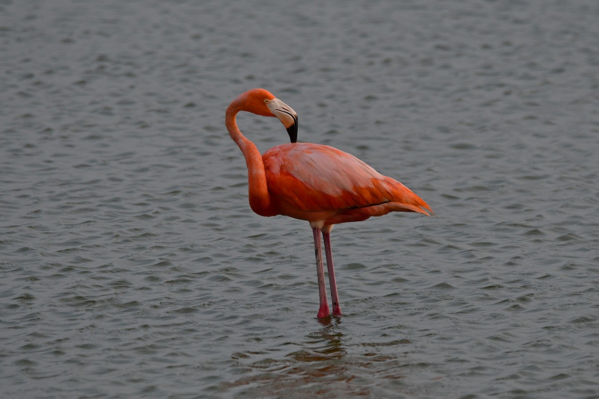 American Flamingo - ML620043706