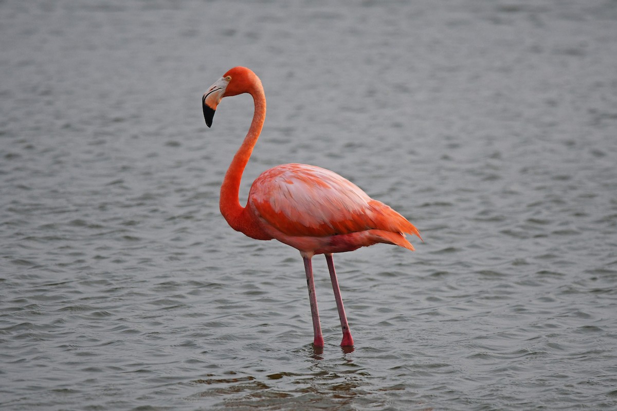 American Flamingo - ML620043711