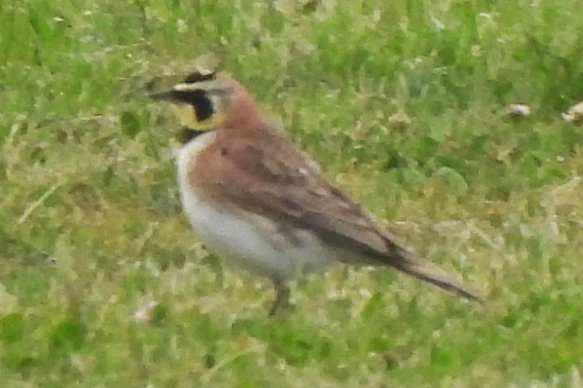 Horned Lark - ML620043726