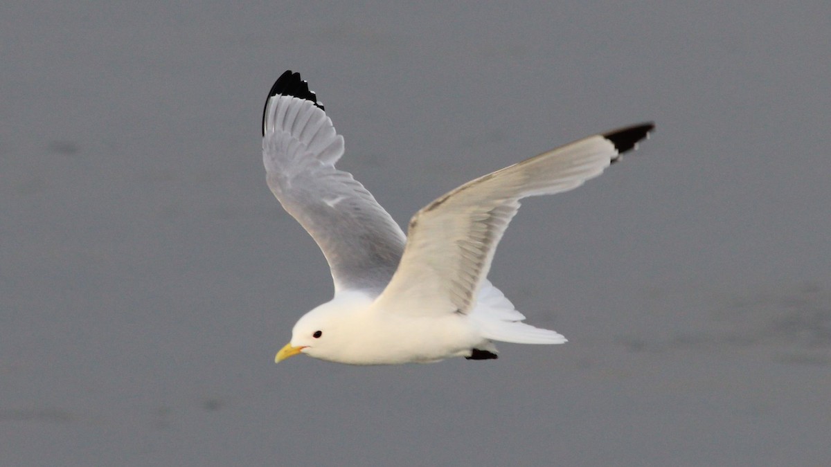 Black-legged Kittiwake - ML620043744