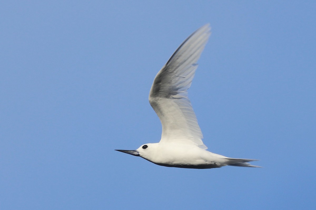 White Tern - ML620043747