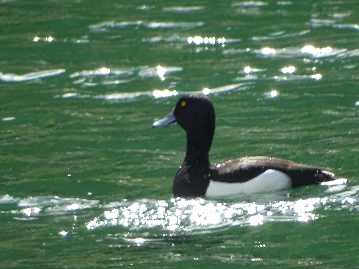 Tufted Duck - ML620043751