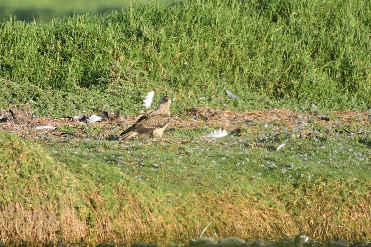 Whistling Kite - ML620043757