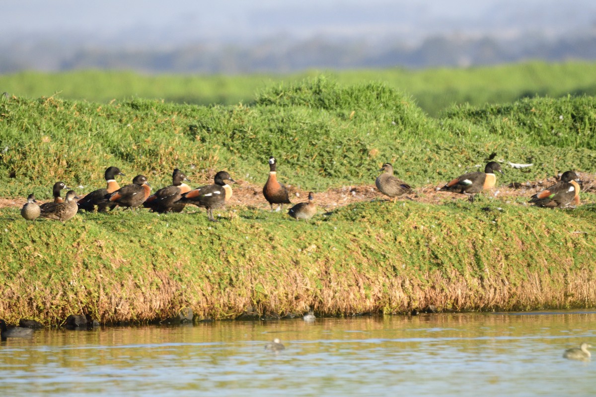 Australian Shelduck - ML620043759