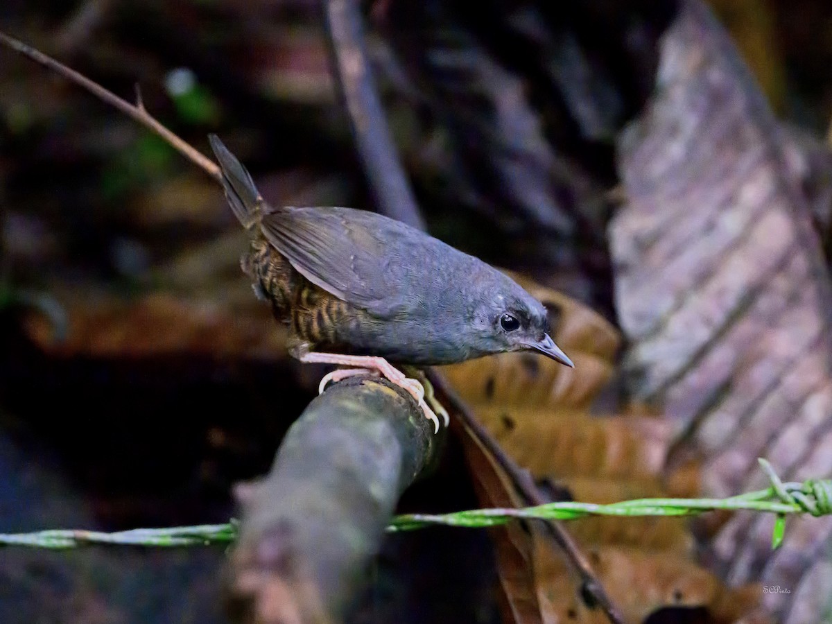 Santa Marta Tapaculo - ML620043767