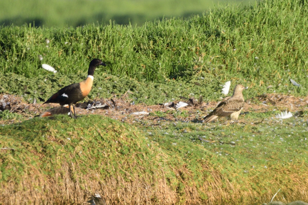 Whistling Kite - ML620043769