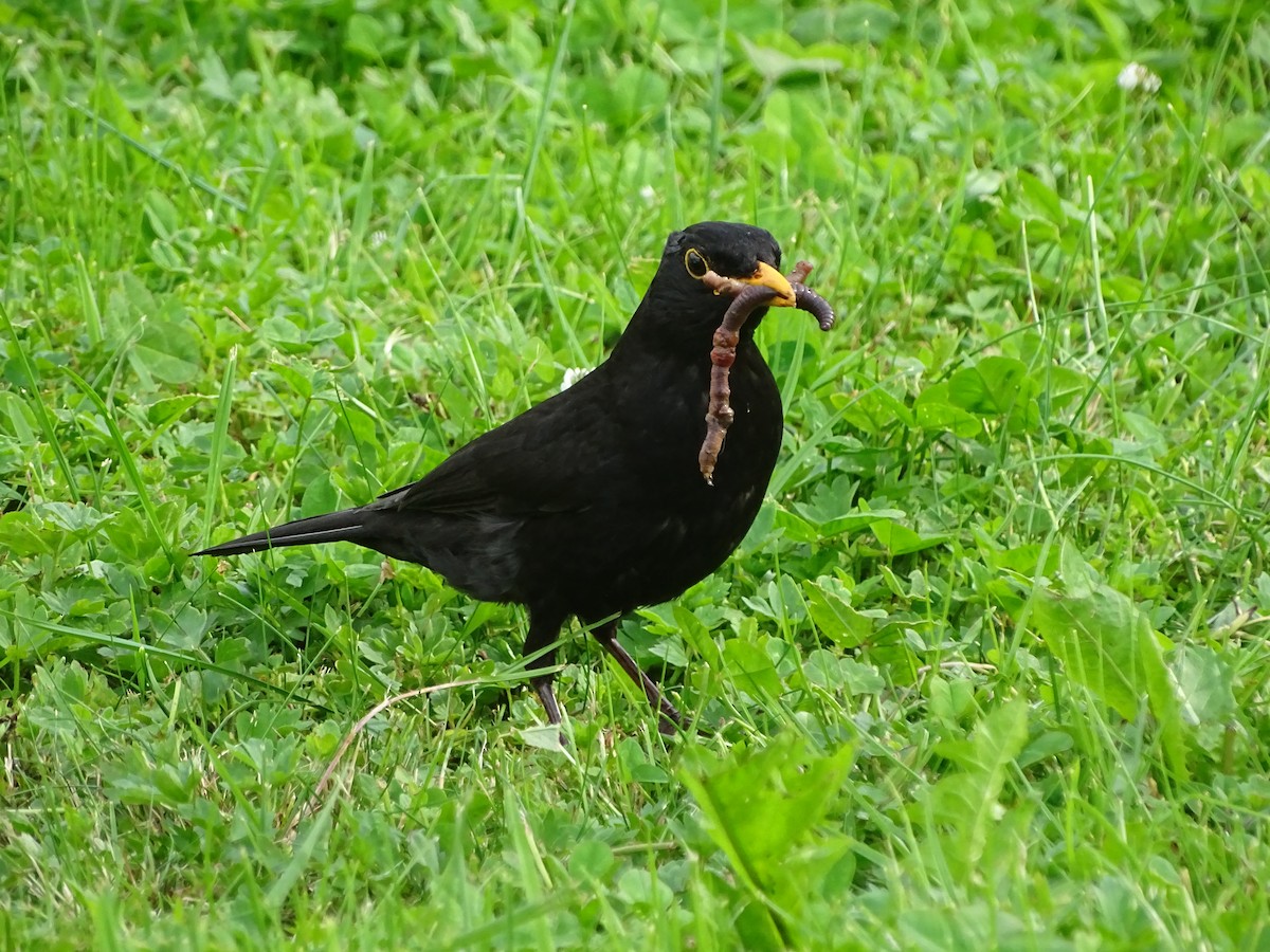 Eurasian Blackbird - ML620043771