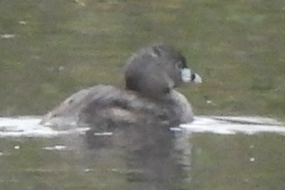 Pied-billed Grebe - ML620043775