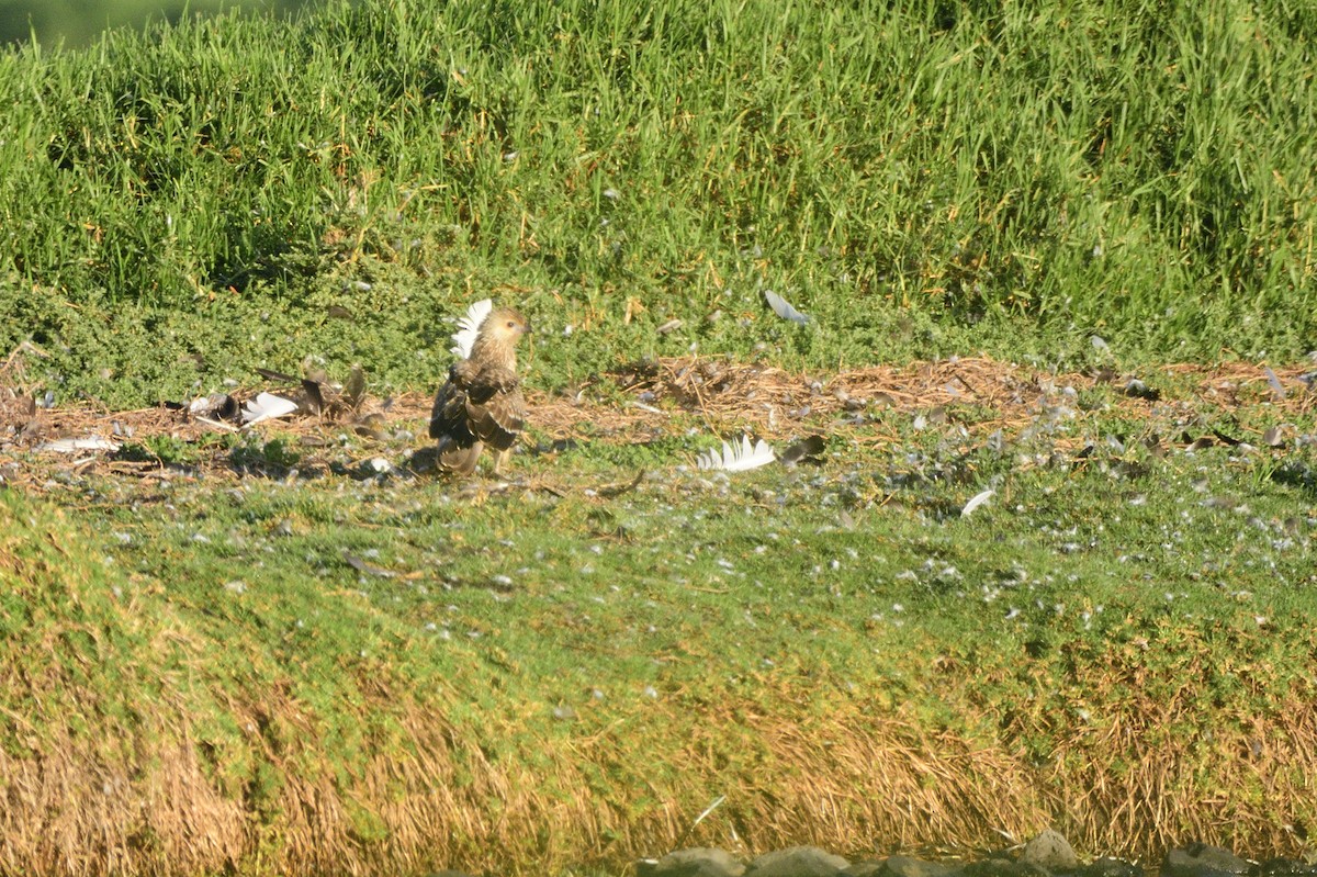 Whistling Kite - Ken Crawley