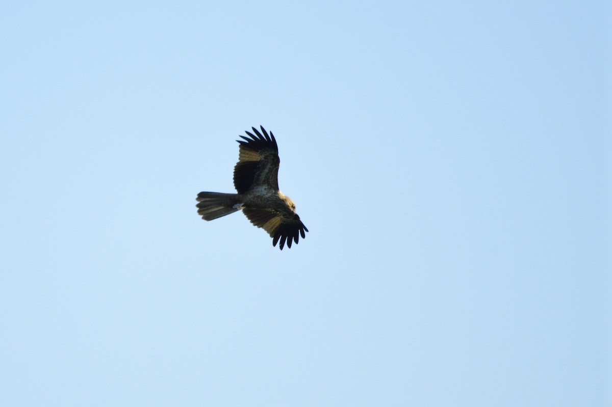 Whistling Kite - ML620043780