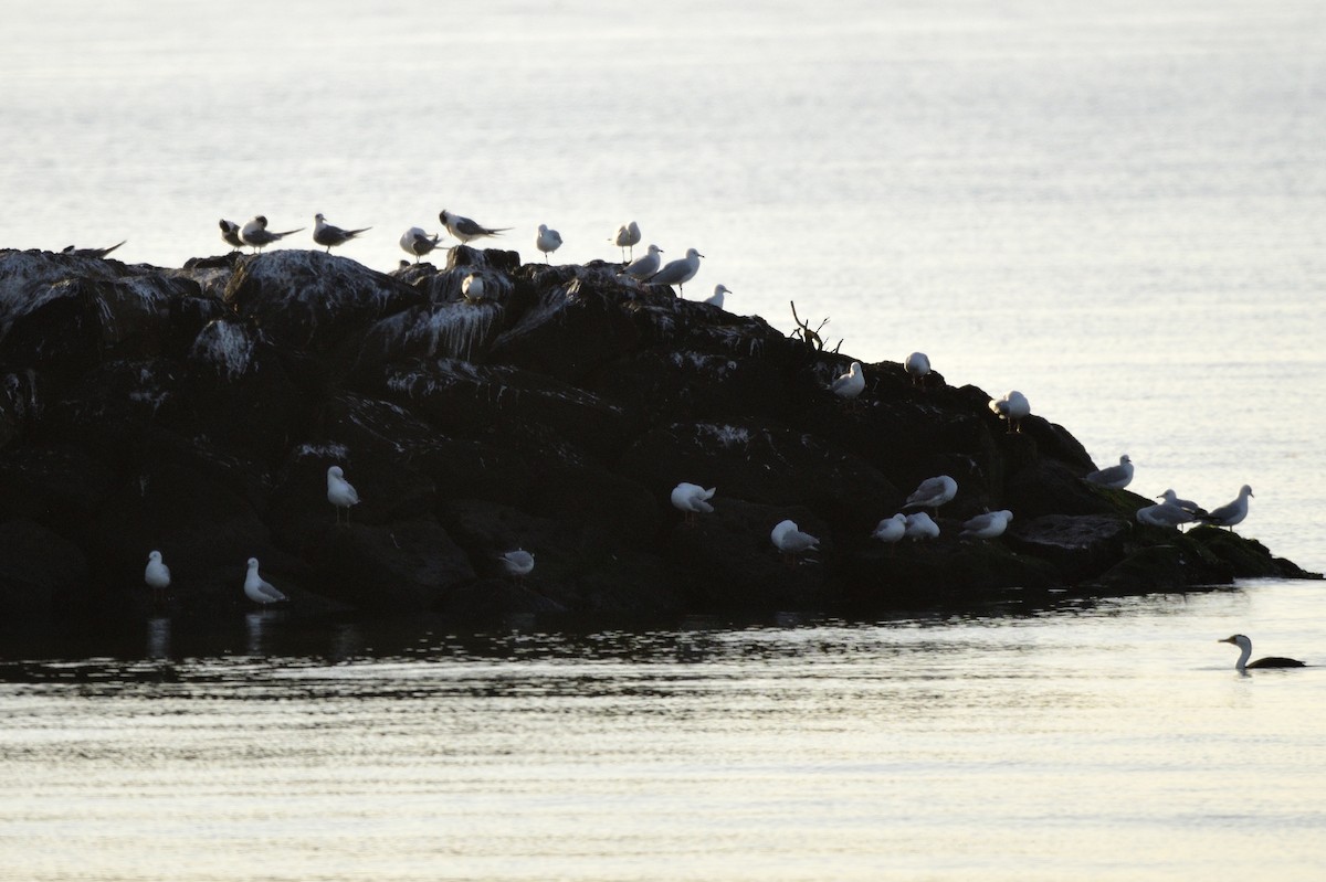 Great Crested Tern - ML620043797