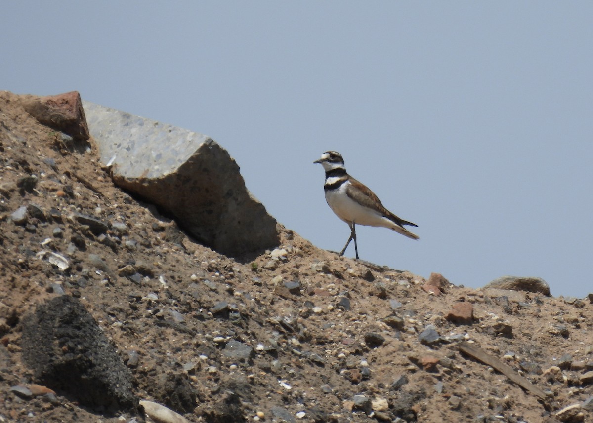 Killdeer - ML620043810