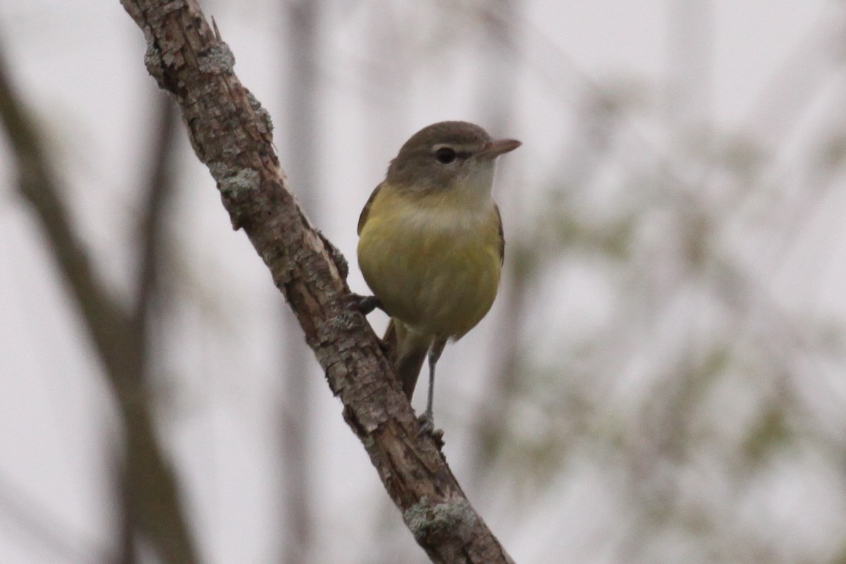 Bell's Vireo - Greg Page