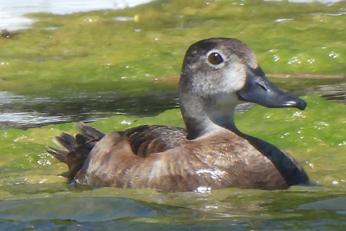 Ring-necked Duck - ML620043841