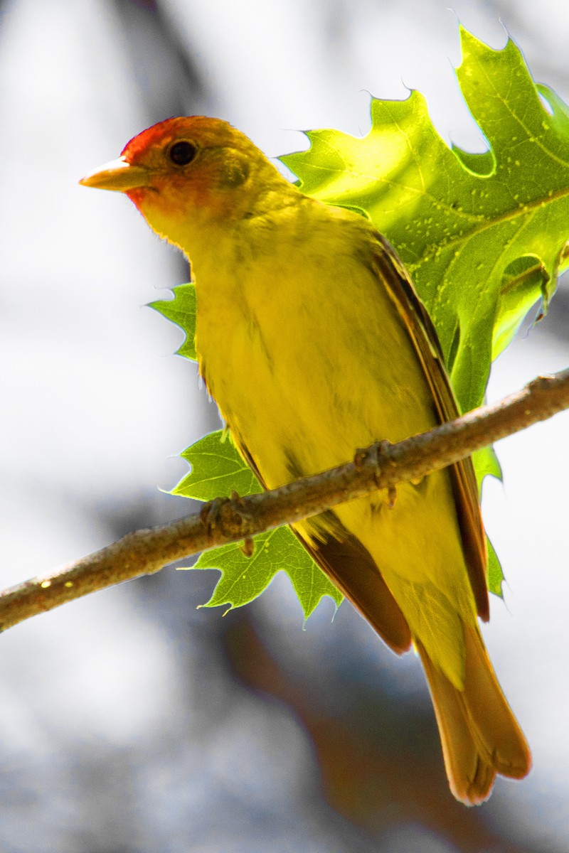 Western Tanager - ML620043865