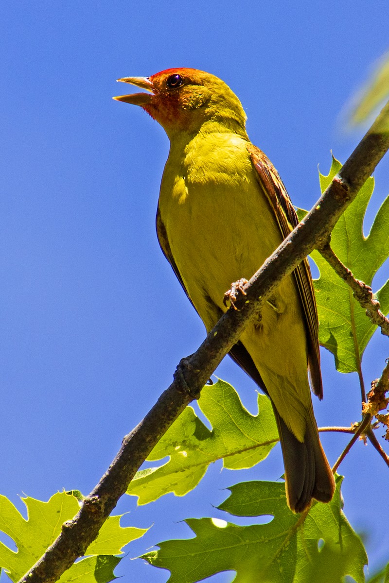 Western Tanager - ML620043866