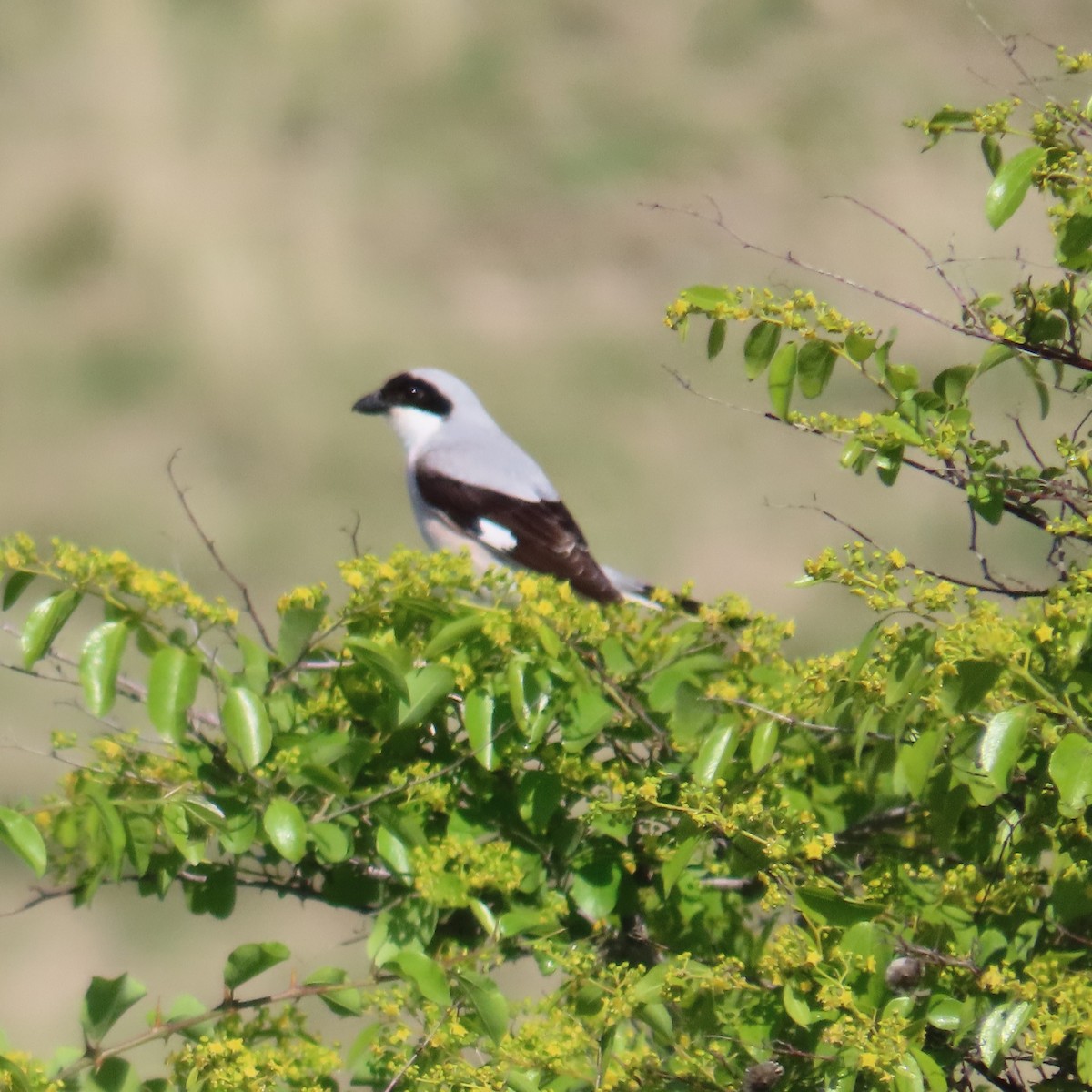 Lesser Gray Shrike - ML620043873