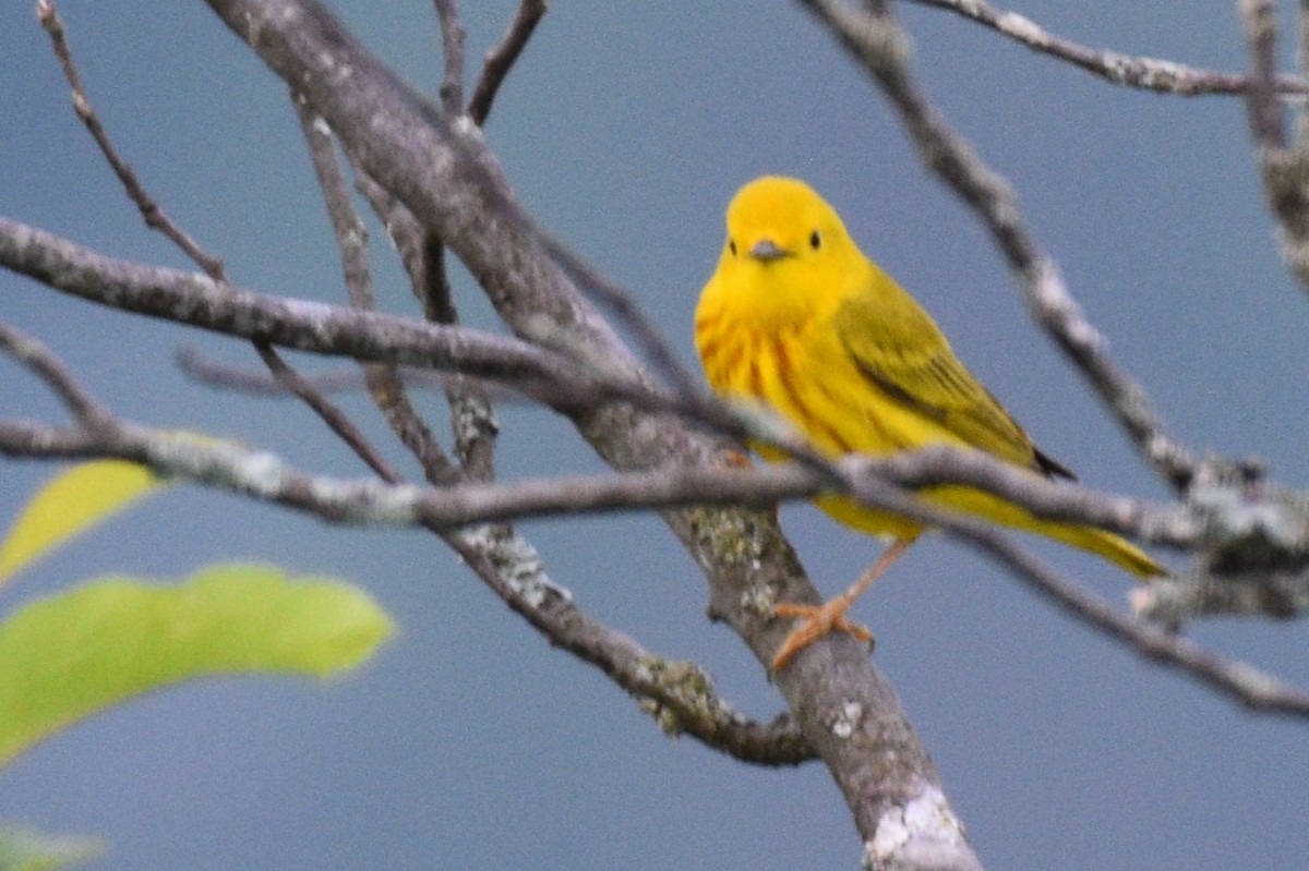 Yellow Warbler - ML620043894