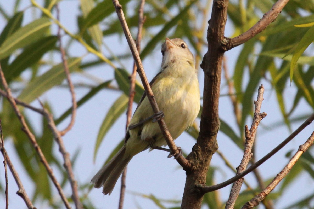 Bell's Vireo - ML620043898