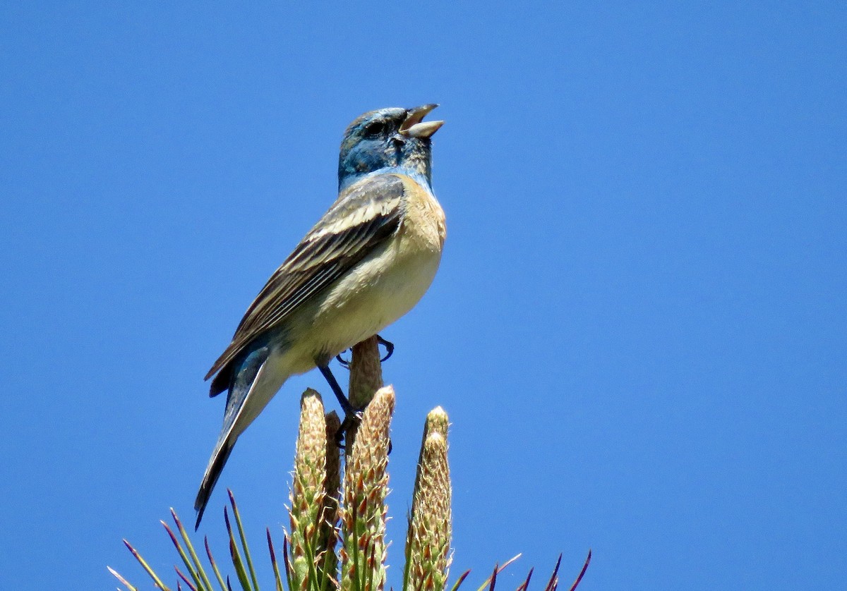 Lazuli Bunting - ML620043906