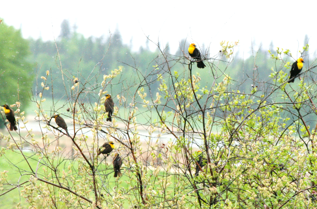 Yellow-headed Blackbird - ML620043914