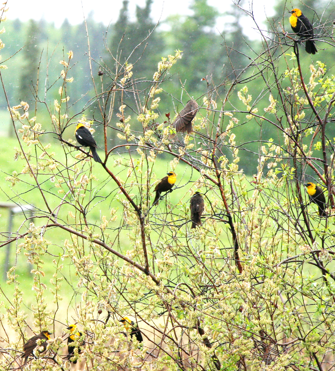 Yellow-headed Blackbird - ML620043915