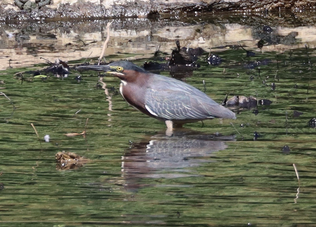 Green Heron - ML620043933