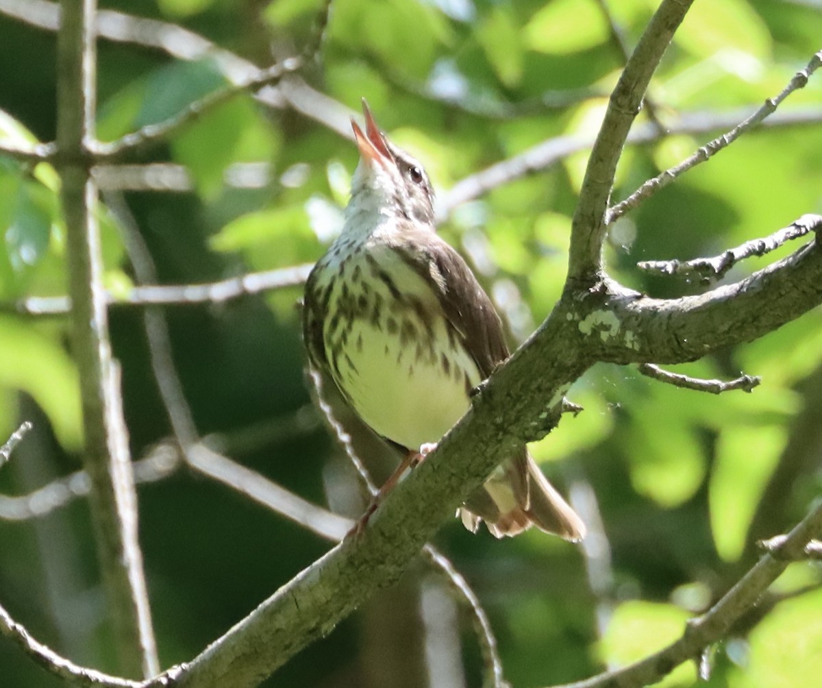 Louisiana Waterthrush - ML620043937