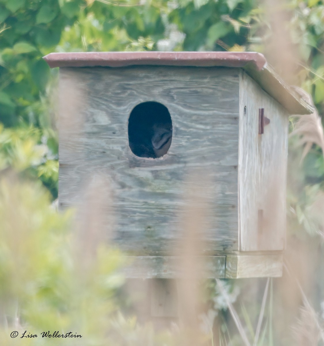 Barn Owl - ML620043938