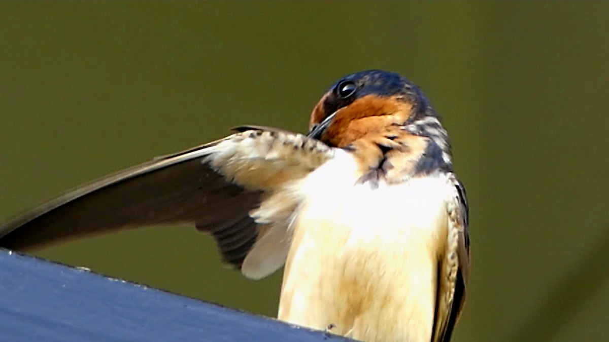 Barn Swallow - ML620043941