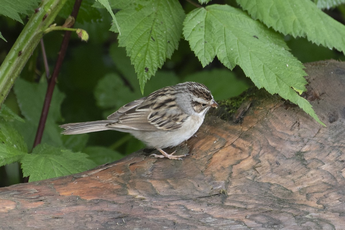 Clay-colored Sparrow - ML620043948