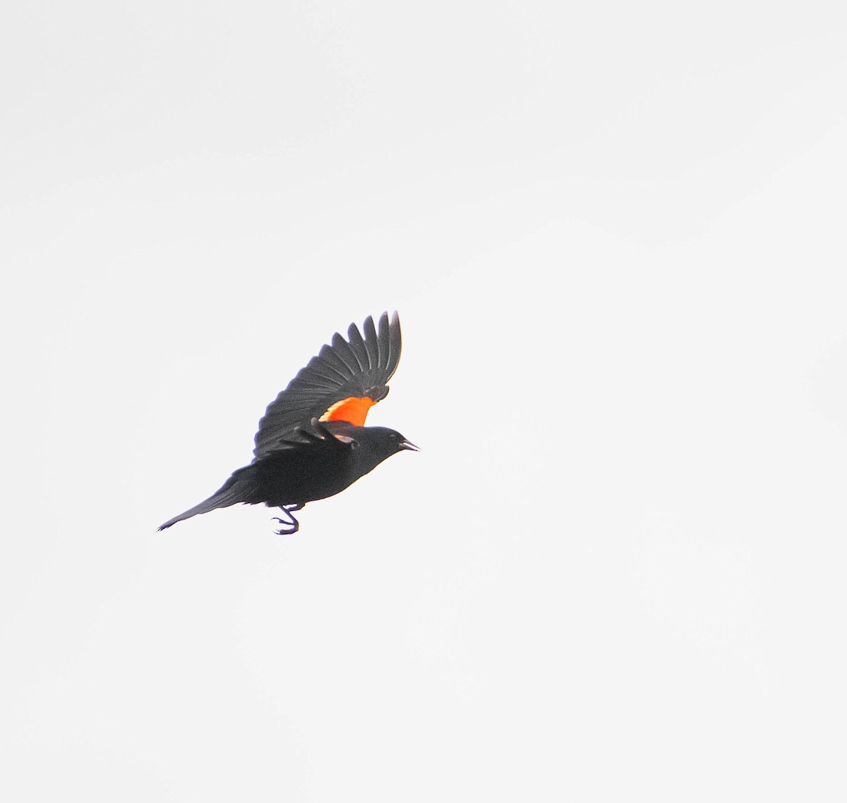 Red-winged Blackbird - ML620043949