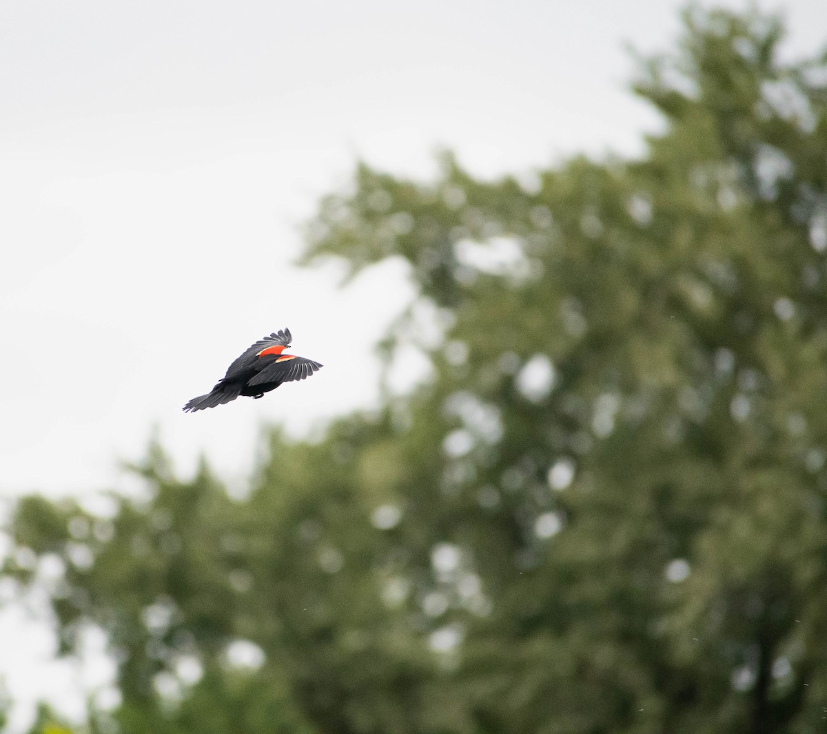 Red-winged Blackbird - ML620043950