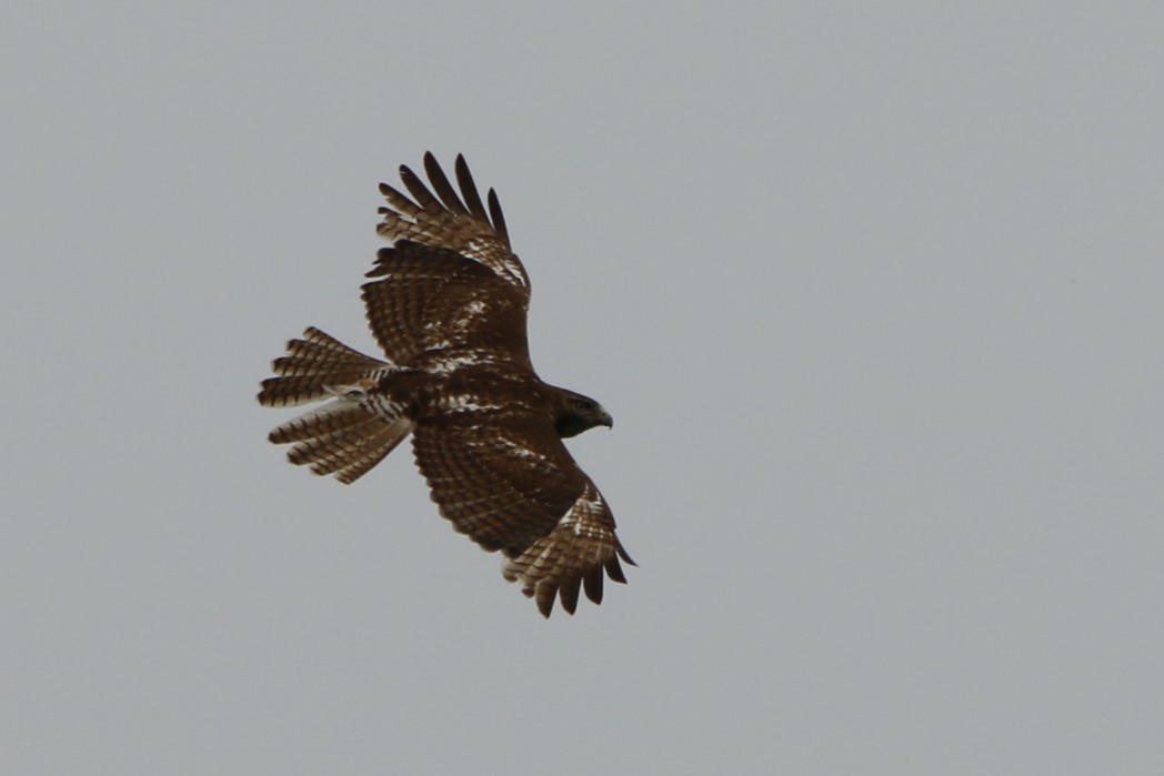 Red-tailed Hawk - ML620043959