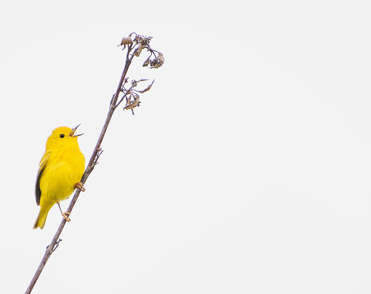 Yellow Warbler - ML620044006