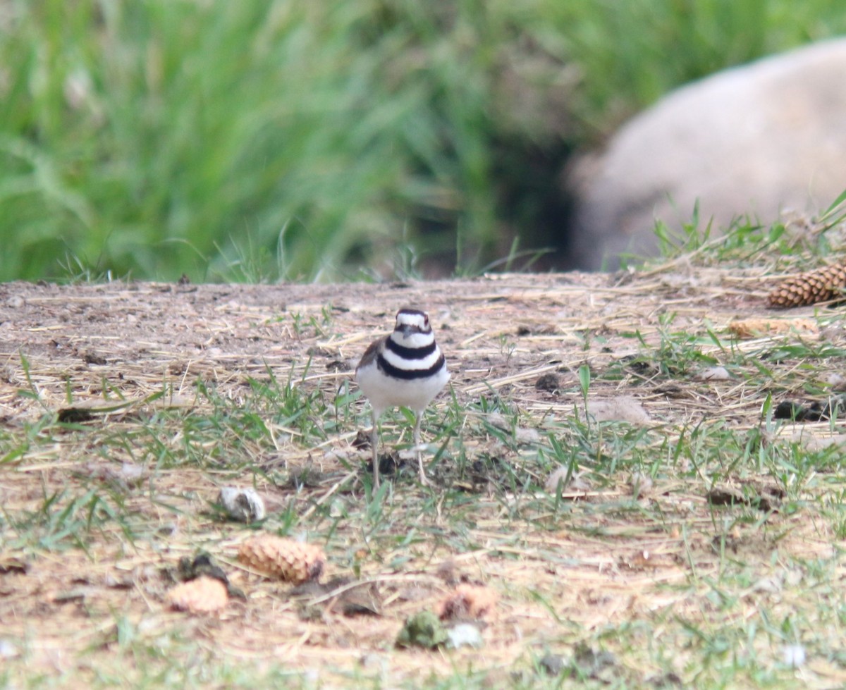 Killdeer - Sierra Fleischmann