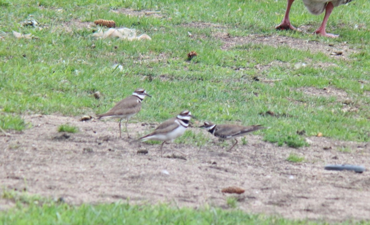 Killdeer - Sierra Fleischmann