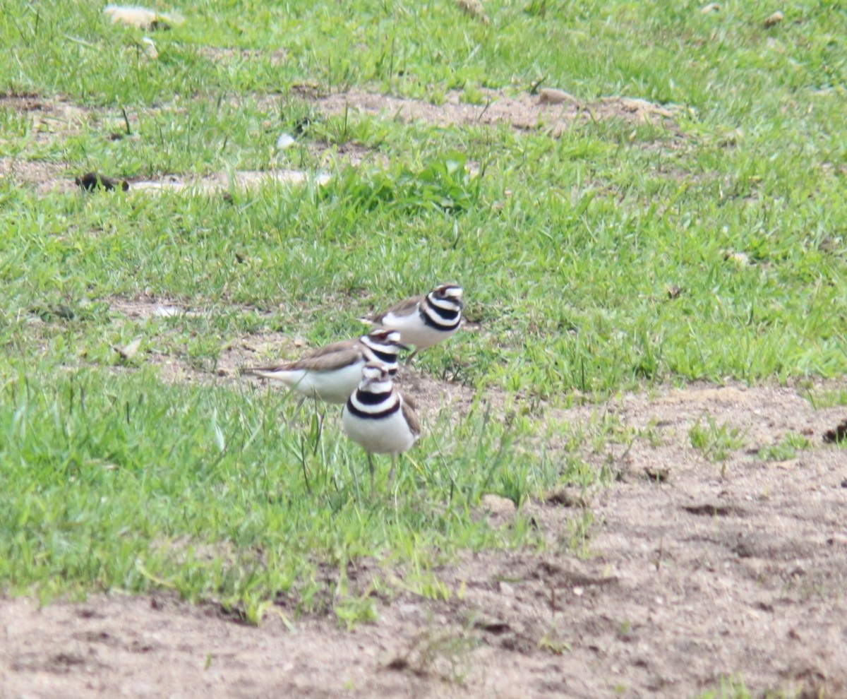 Killdeer - ML620044047