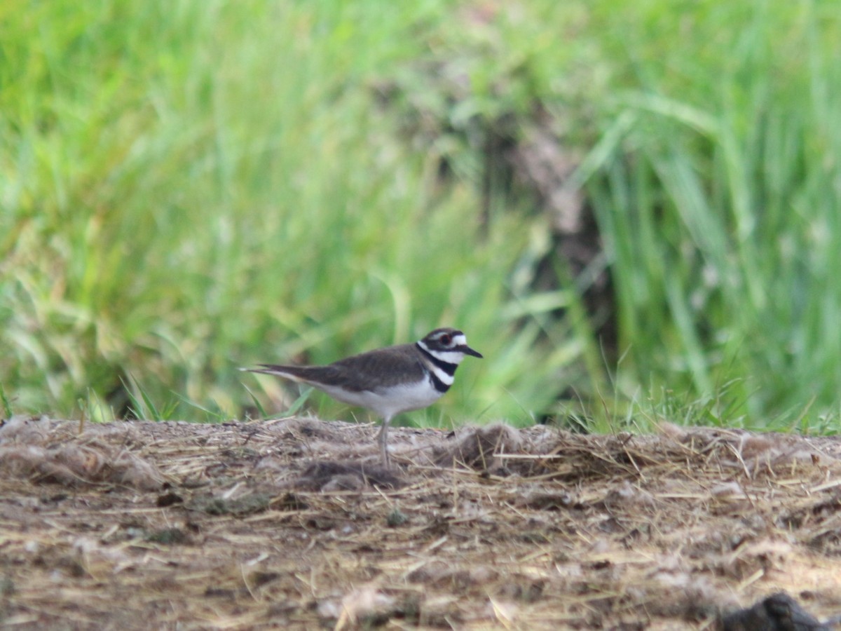 Killdeer - ML620044048