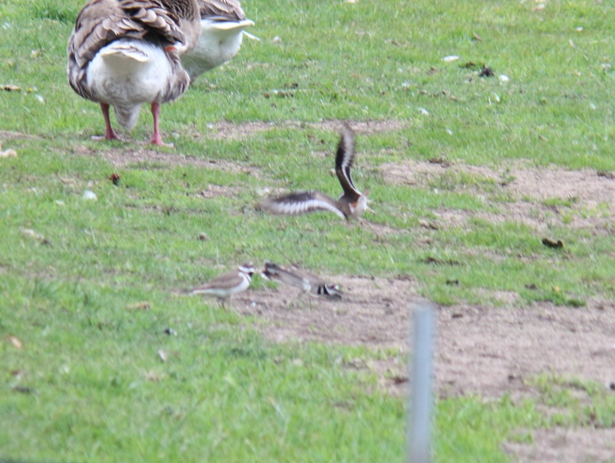 Killdeer - ML620044049