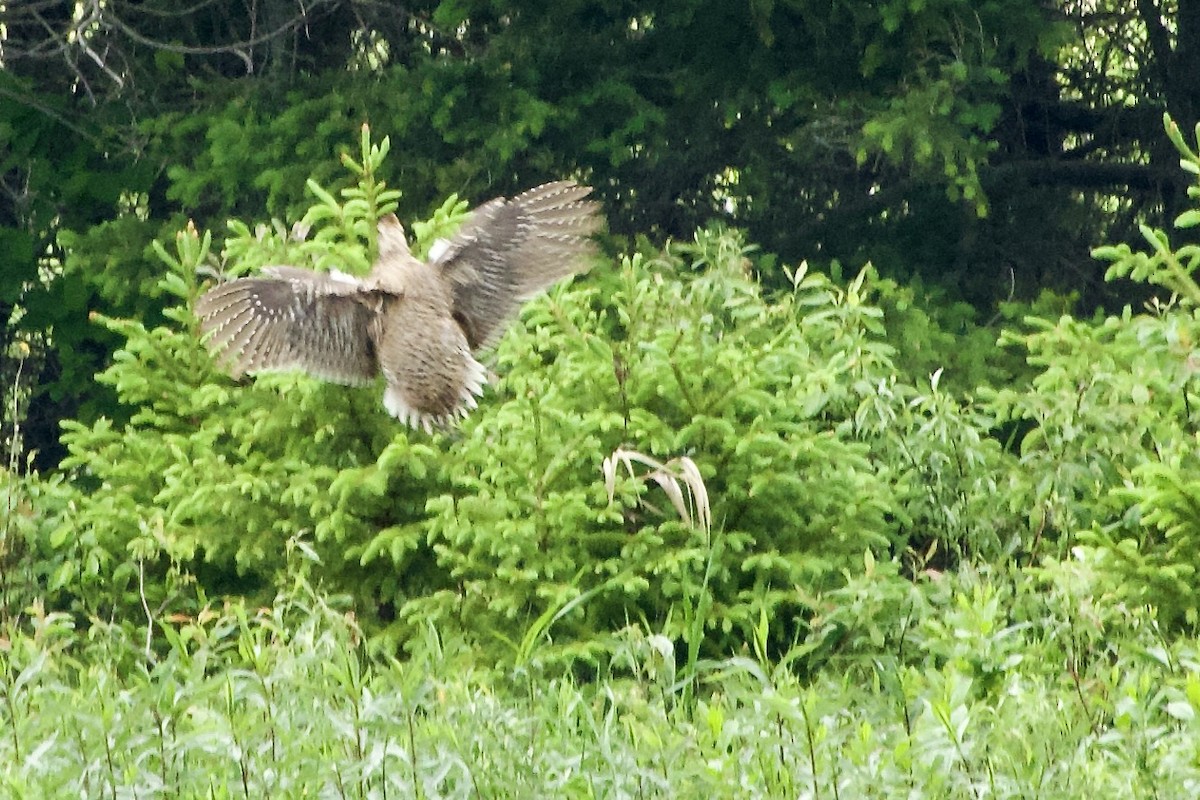 Sharp-tailed Grouse - ML620044082