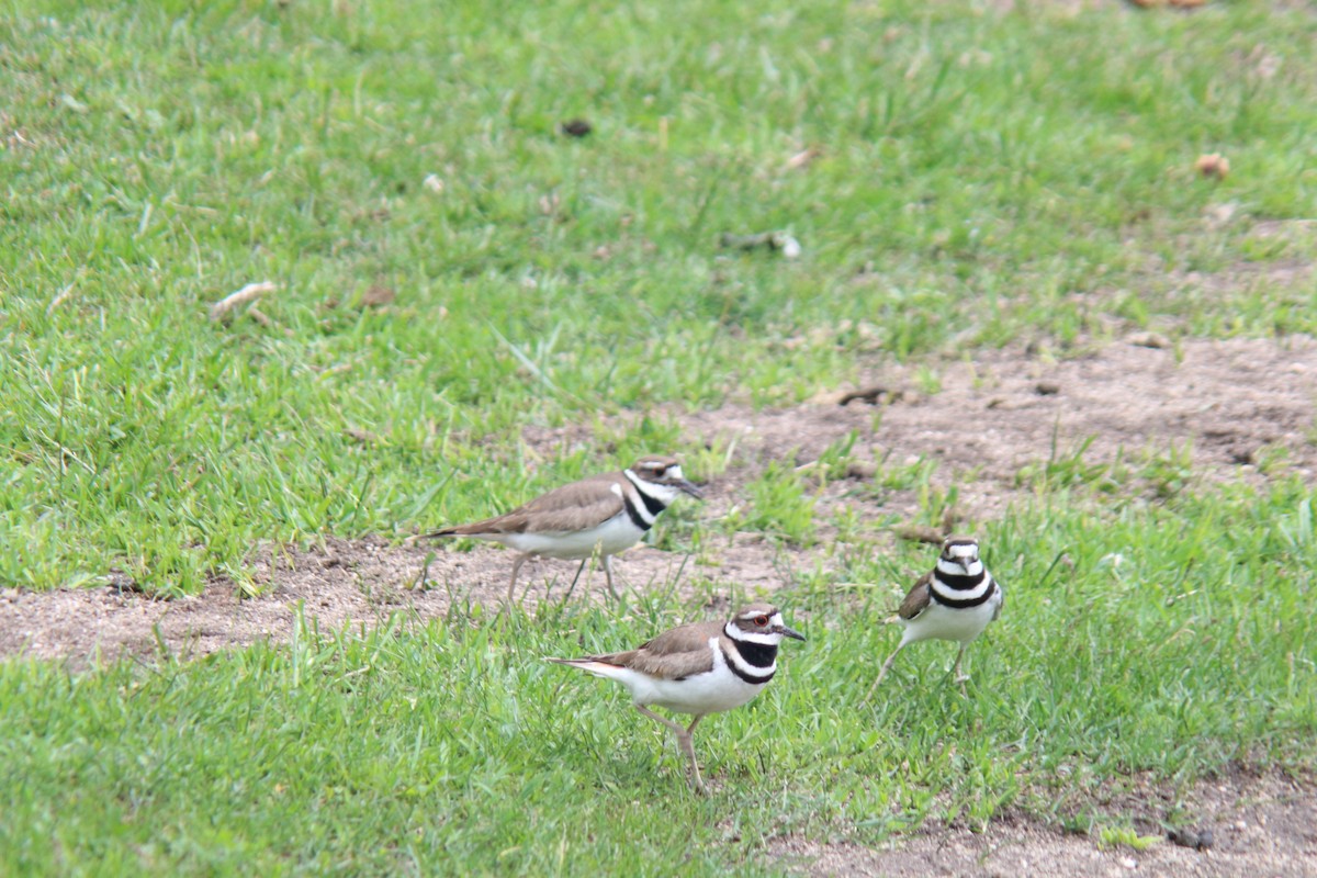 Killdeer - Sierra Fleischmann