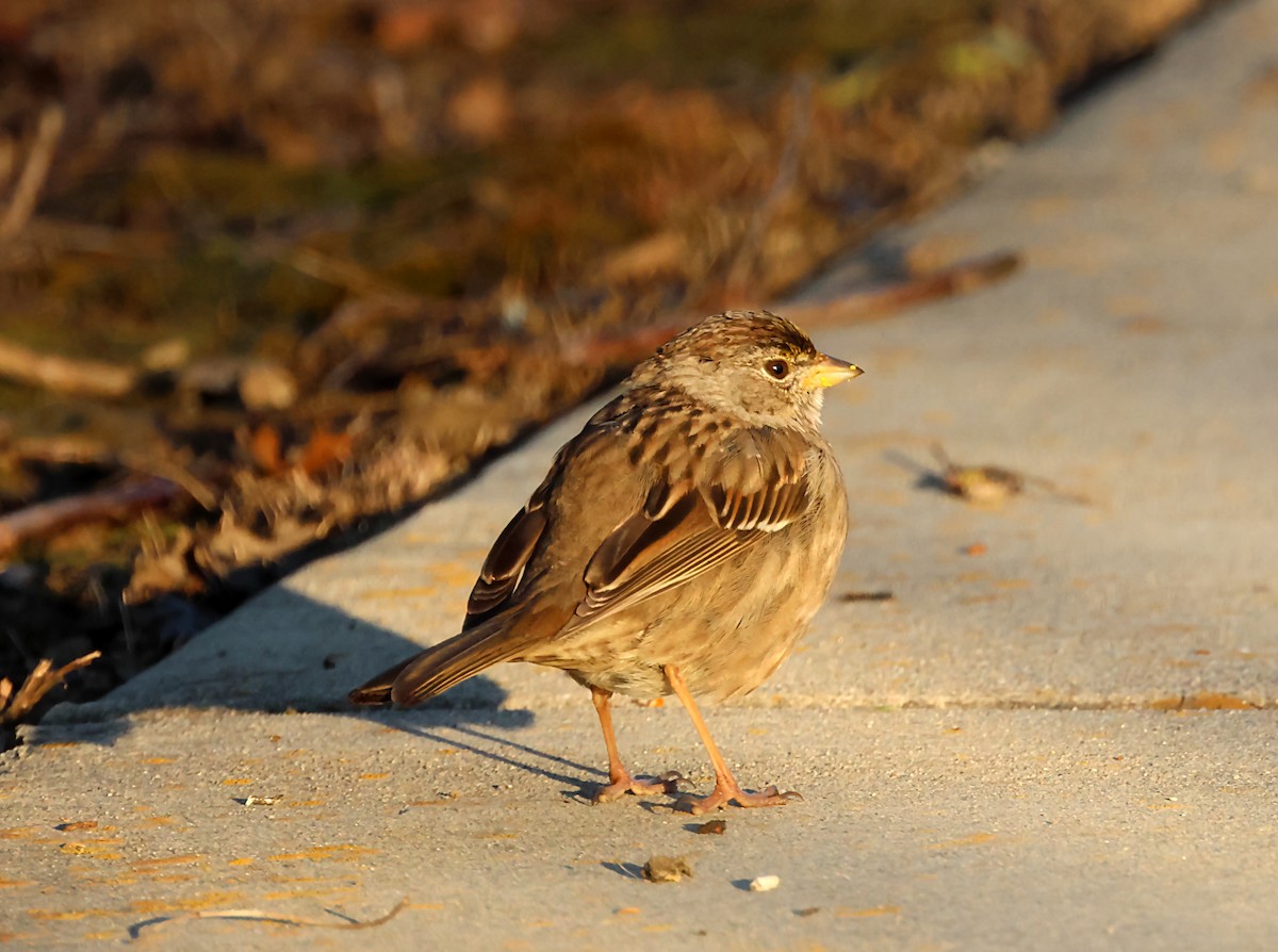 Golden-crowned Sparrow - ML620044127