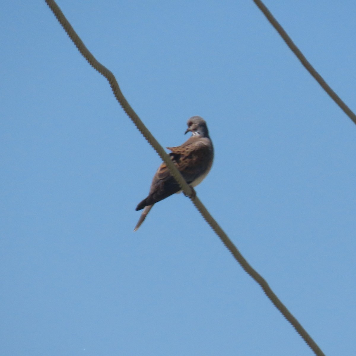 Common Wood-Pigeon - ML620044130