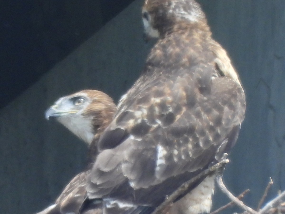 Red-tailed Hawk - ML620044149