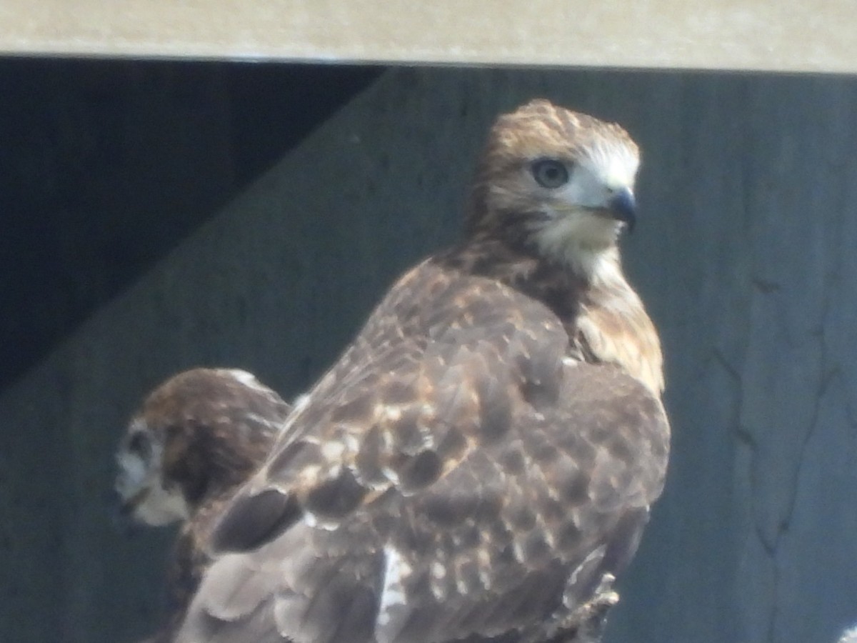 Red-tailed Hawk - ML620044150