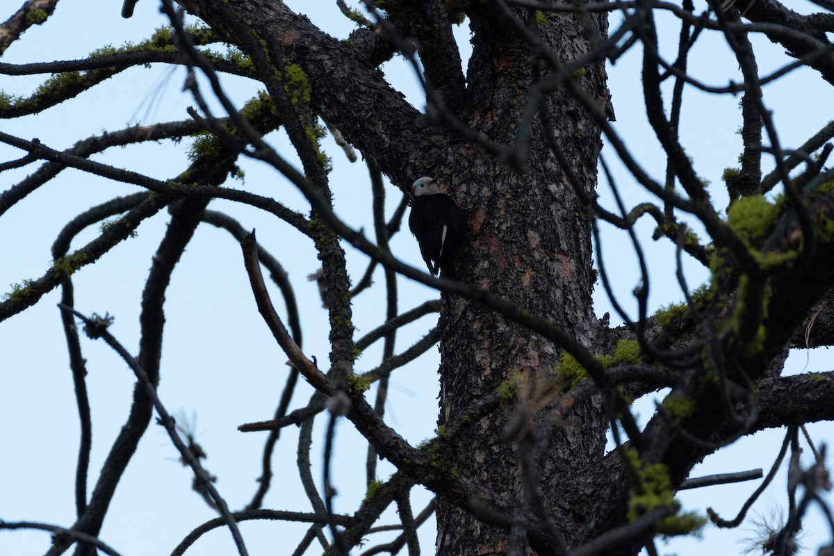 White-headed Woodpecker - ML620044158