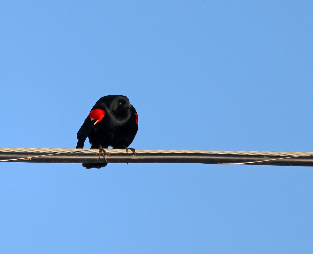 Red-winged Blackbird - ML620044159
