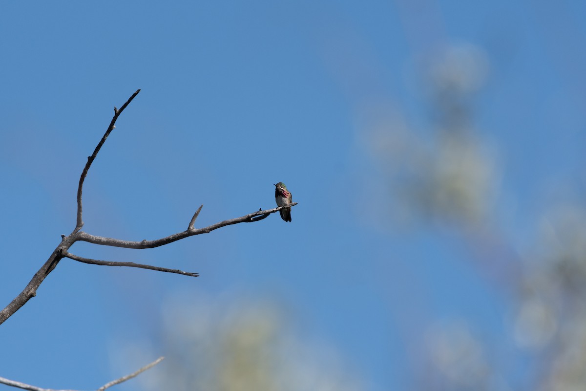 Calliope Hummingbird - ML620044222